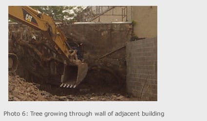 Tree growing through wall of adjacent building